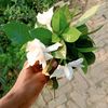 tuwahid.ahmed