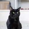 BlackCats