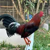 linhgamy0