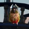 peppersbird