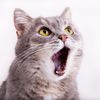 CatSoftiktok