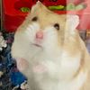 oscar_hamster