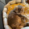 katze8432