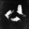 bwiro2