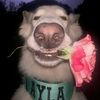 fazri_vgx