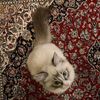 isouursally