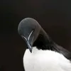 painehabnh