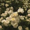 noor_77772