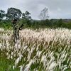 sniper_agelimpang
