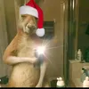 vito_yz01
