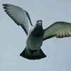 PIGEONS BEN IBBA