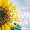 .sunflower64