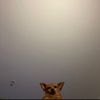 lordy_rsa