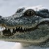 dinogglol