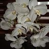evelyn.farillon.g