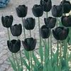 lisa.bellamy.stog