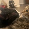 xlkitcat