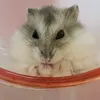 tete.pupu