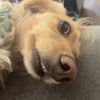hansissocutiepants