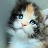 mainecoon_cattery_