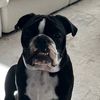 louiethe.english.bulldog