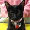cherrycatboom._
