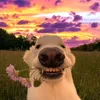 shengbehappy