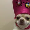 _ariana66