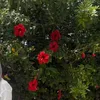 safiya.sf0