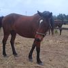 ilovemypets671