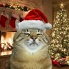 katzz_kun