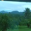 chimpanzinibanana7
