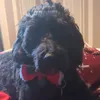 cutestdog70