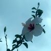 anyi_2654