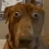 heilodeio