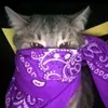 ketsumibakeneko.0