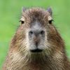 capybara.alt