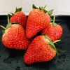 Fruit Fruit