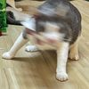 warisara555