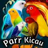 parrkicau