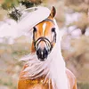 Cavalos_Edits