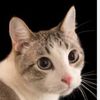 cat.meme.pov