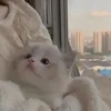 _4043679