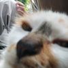 mewfury_