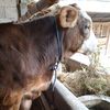 mas_andi.farm