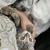 الّميم