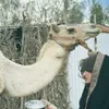 tebaa_24
