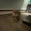 sesily_howlett25