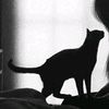 lor___43
