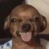 bdawg568
